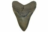 Colorful Fossil Megalodon Tooth From Georgia - Repaired #338611-1